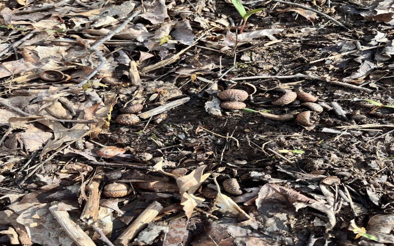 0 Herb Hyre Road, French Creek, West Virginia 26218, ,Lots/land,For Sale,Herb Hyre,10164037