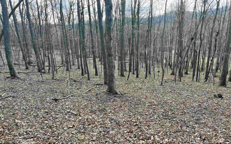 0 Herb Hyre Road, French Creek, West Virginia 26218, ,Lots/land,For Sale,Herb Hyre,10164037