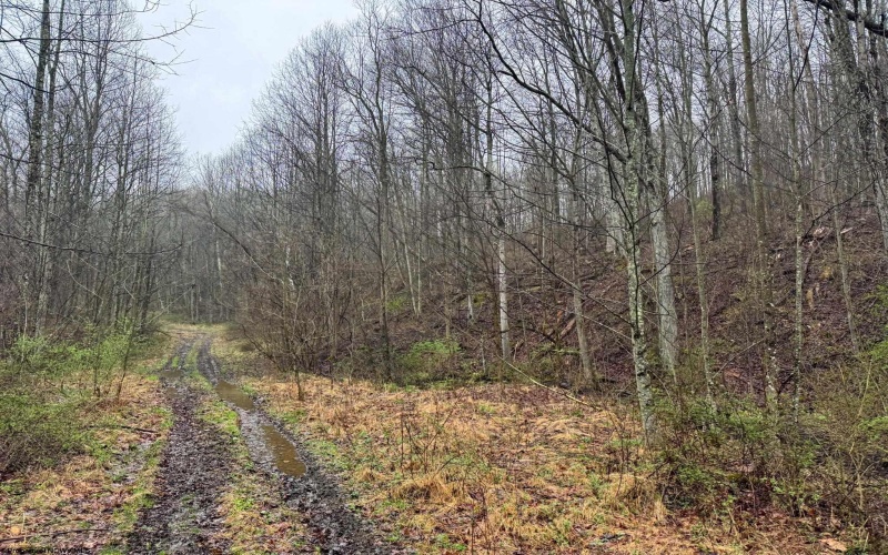 0 Bear Mountain Road, Flemington, West Virginia 26347, ,Lots/land,For Sale,Bear Mountain,10164047