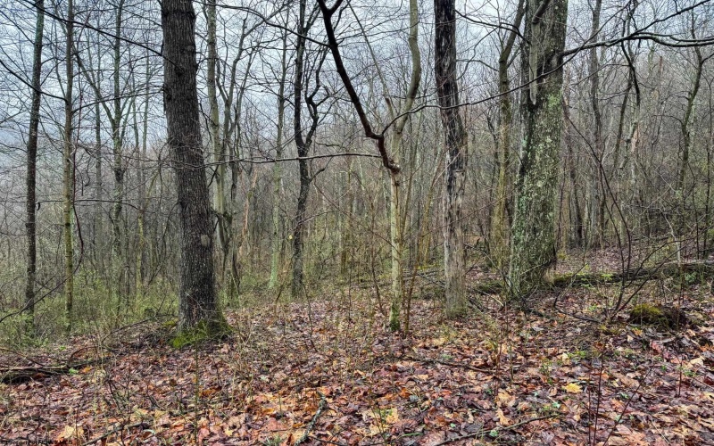 0 Bear Mountain Road, Flemington, West Virginia 26347, ,Lots/land,For Sale,Bear Mountain,10164047