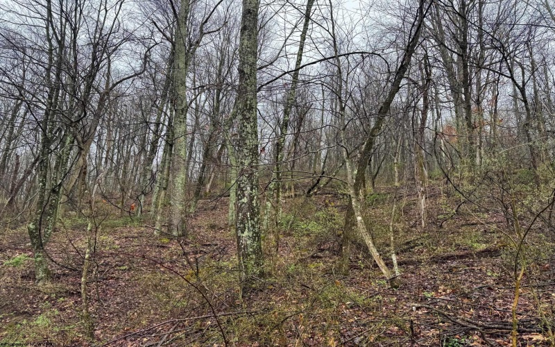 0 Bear Mountain Road, Flemington, West Virginia 26347, ,Lots/land,For Sale,Bear Mountain,10164047