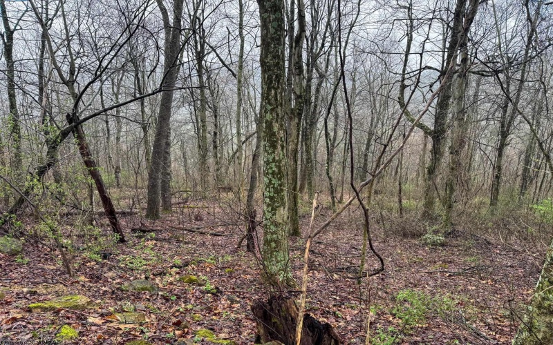 0 Bear Mountain Road, Flemington, West Virginia 26347, ,Lots/land,For Sale,Bear Mountain,10164047