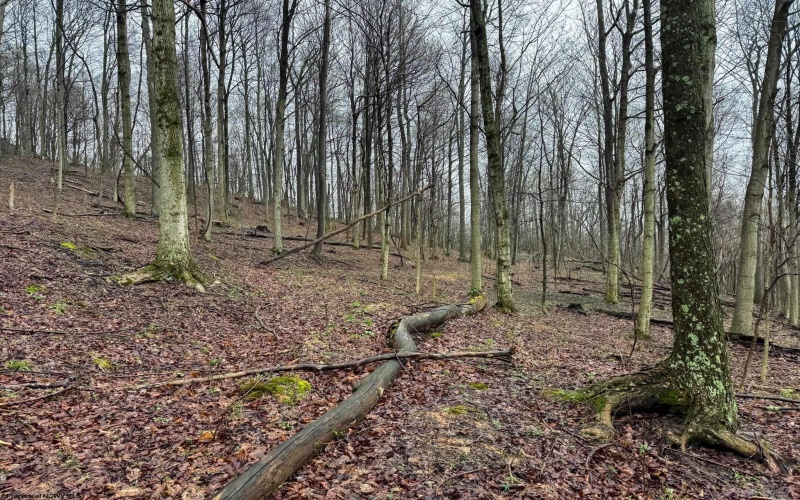 0 Bear Mountain Road, Flemington, West Virginia 26347, ,Lots/land,For Sale,Bear Mountain,10164047