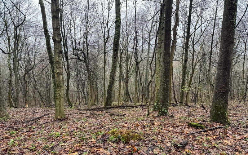 0 Bear Mountain Road, Flemington, West Virginia 26347, ,Lots/land,For Sale,Bear Mountain,10164047