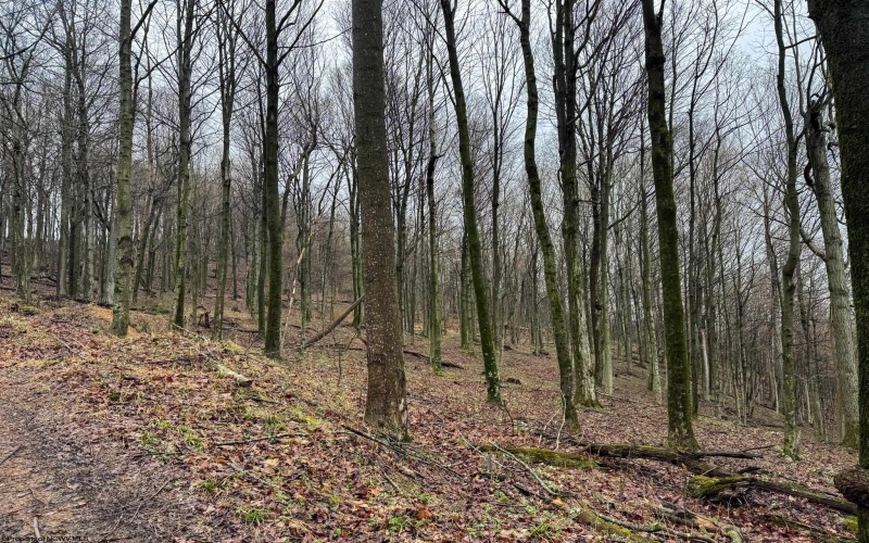 0 Bear Mountain Road, Flemington, West Virginia 26347, ,Lots/land,For Sale,Bear Mountain,10164047