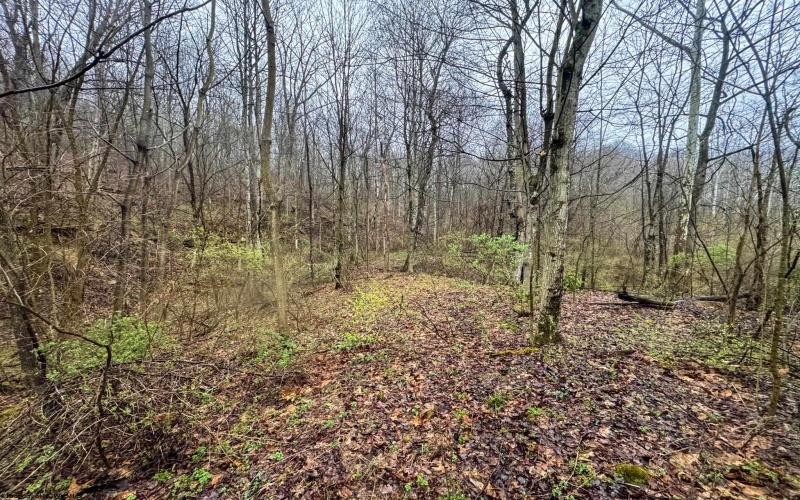 0 Bear Mountain Road, Flemington, West Virginia 26347, ,Lots/land,For Sale,Bear Mountain,10164047