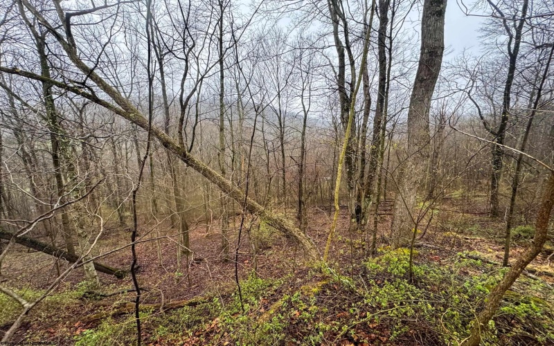 0 Bear Mountain Road, Flemington, West Virginia 26347, ,Lots/land,For Sale,Bear Mountain,10164047