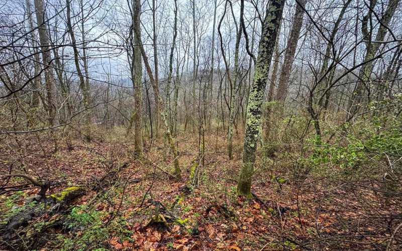 0 Bear Mountain Road, Flemington, West Virginia 26347, ,Lots/land,For Sale,Bear Mountain,10164047