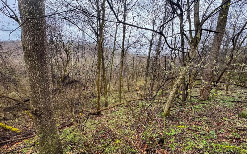 0 Bear Mountain Road, Flemington, West Virginia 26347, ,Lots/land,For Sale,Bear Mountain,10164047