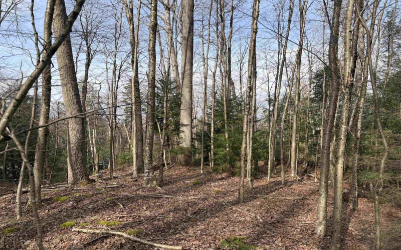 Lot 81 Gondola Court, Davis, West Virginia 26260, ,Lots/land,For Sale,Gondola,10164071 Lot 81 Gondola Court, Davis, West Virginia 26260, ,Lots/land,For Sale,Gondola,10164071