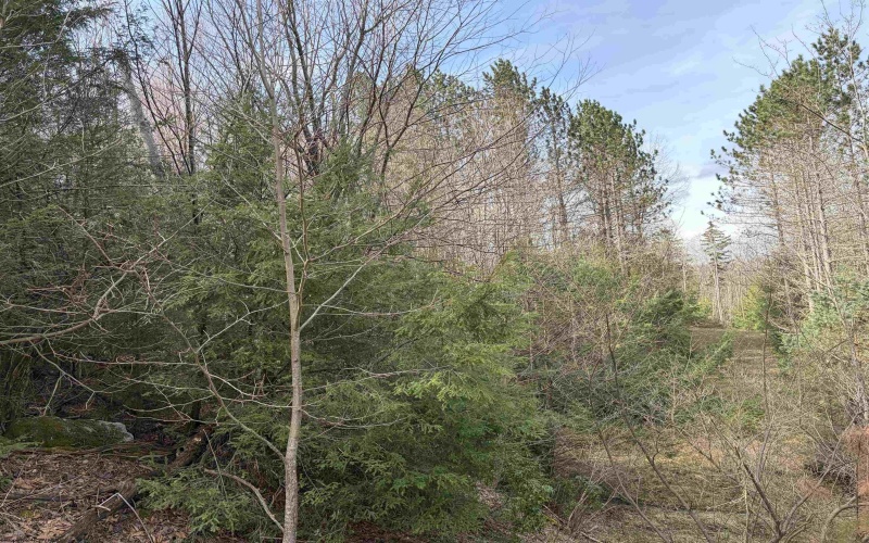 Lot 81 Gondola Court, Davis, West Virginia 26260, ,Lots/land,For Sale,Gondola,10164071 Lot 81 Gondola Court, Davis, West Virginia 26260, ,Lots/land,For Sale,Gondola,10164071