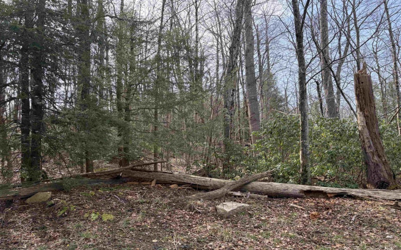 Lot 81 Gondola Court, Davis, West Virginia 26260, ,Lots/land,For Sale,Gondola,10164071 Lot 81 Gondola Court, Davis, West Virginia 26260, ,Lots/land,For Sale,Gondola,10164071