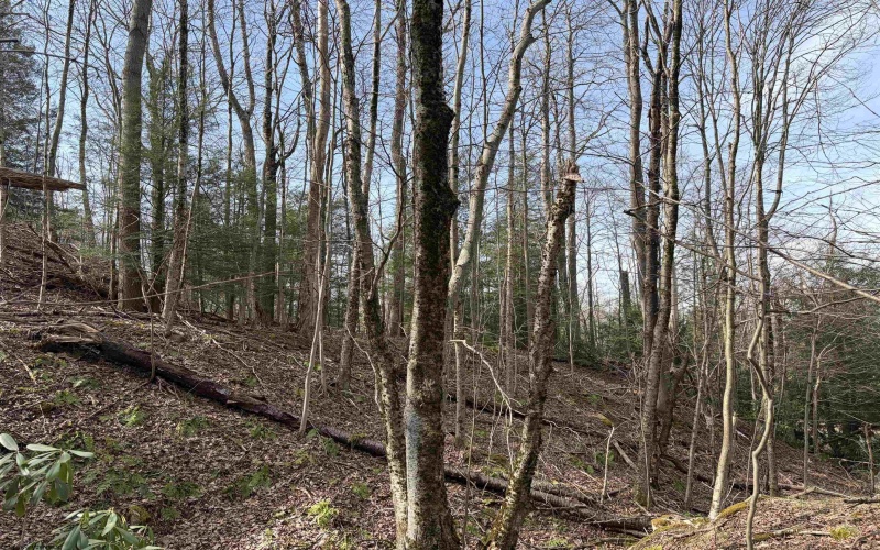 Lot 81 Gondola Court, Davis, West Virginia 26260, ,Lots/land,For Sale,Gondola,10164071 Lot 81 Gondola Court, Davis, West Virginia 26260, ,Lots/land,For Sale,Gondola,10164071