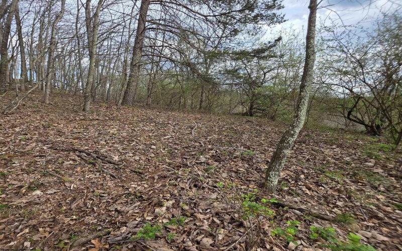 TBD Crooked Fork Road, Walkersville, West Virginia 26447, ,Lots/land,For Sale,Crooked Fork,10164079
