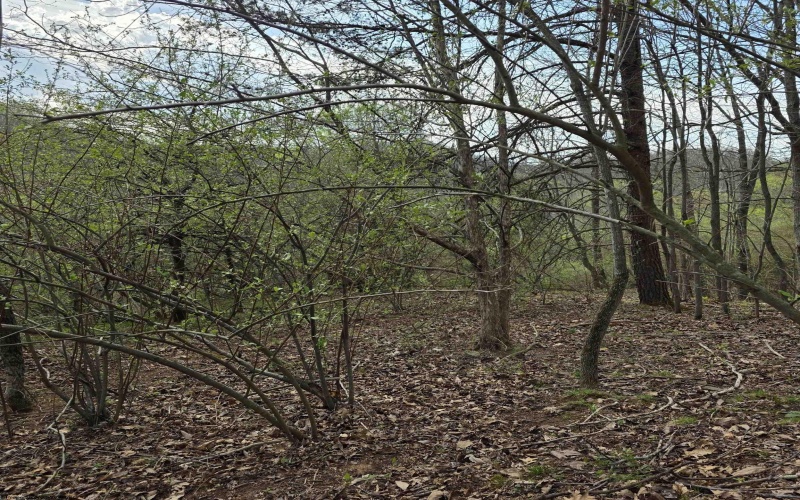 TBD Crooked Fork Road, Walkersville, West Virginia 26447, ,Lots/land,For Sale,Crooked Fork,10164079