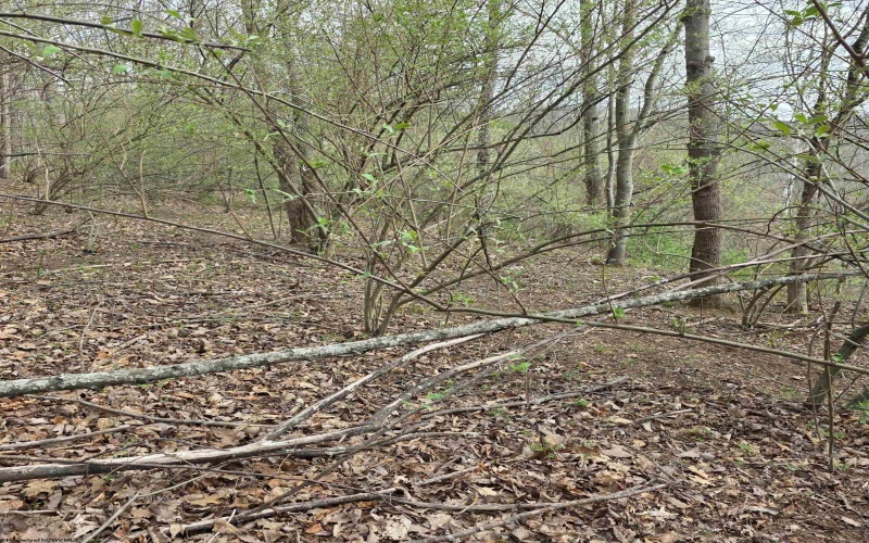 TBD Crooked Fork Road, Walkersville, West Virginia 26447, ,Lots/land,For Sale,Crooked Fork,10164079