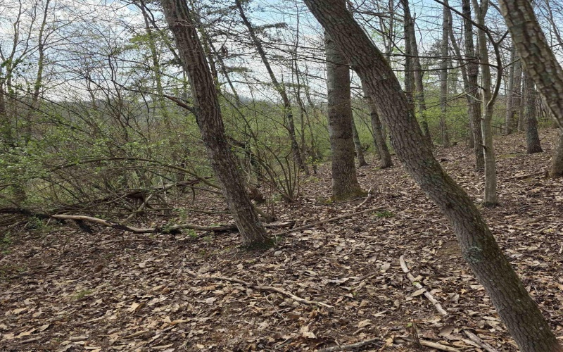 TBD Crooked Fork Road, Walkersville, West Virginia 26447, ,Lots/land,For Sale,Crooked Fork,10164079