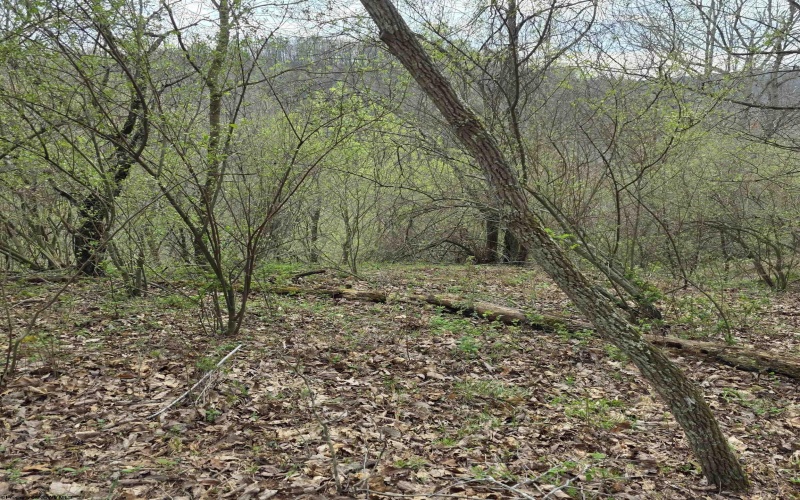 TBD Crooked Fork Road, Walkersville, West Virginia 26447, ,Lots/land,For Sale,Crooked Fork,10164079