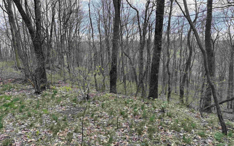 TBD Saltwell Road, Bridgeport, West Virginia 26330, ,Lots/land,For Sale,Saltwell,10164116 TBD Saltwell Road, Bridgeport, West Virginia 26330, ,Lots/land,For Sale,Saltwell,10164116