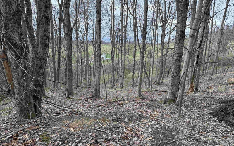 TBD Saltwell Road, Bridgeport, West Virginia 26330, ,Lots/land,For Sale,Saltwell,10164116 TBD Saltwell Road, Bridgeport, West Virginia 26330, ,Lots/land,For Sale,Saltwell,10164116