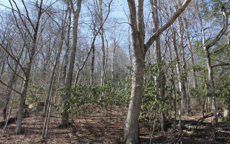 1625 Gauley River Road, Webster Springs, West Virginia 26288, ,Lots/land,For Sale,Gauley River,10164135