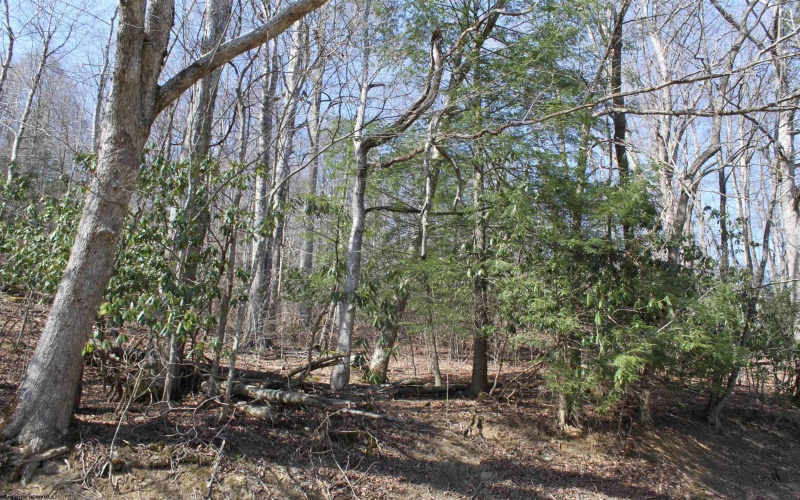 1625 Gauley River Road, Webster Springs, West Virginia 26288, ,Lots/land,For Sale,Gauley River,10164135