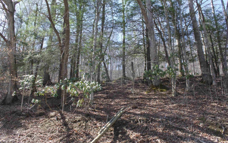 1625 Gauley River Road, Webster Springs, West Virginia 26288, ,Lots/land,For Sale,Gauley River,10164135