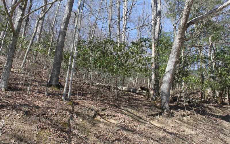 1625 Gauley River Road, Webster Springs, West Virginia 26288, ,Lots/land,For Sale,Gauley River,10164135