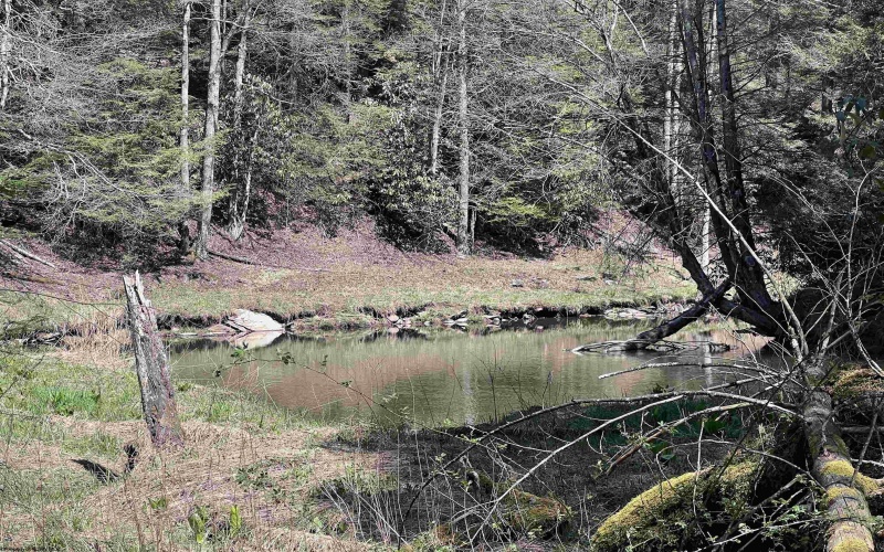 116 Blackdog Run Road, Bowden, West Virginia 26254, 3 Bedrooms Bedrooms, 7 Rooms Rooms,2 BathroomsBathrooms,Single Family Detached,For Sale,Blackdog Run,10164205