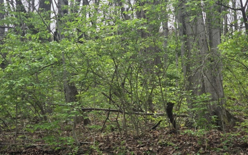 2024 Purinton Street, Morgantown, West Virginia 26505, ,Lots/land,For Sale,Purinton,10164209 2024 Purinton Street, Morgantown, West Virginia 26505, ,Lots/land,For Sale,Purinton,10164209