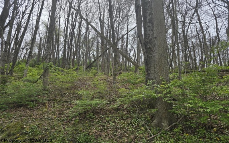 2024 Purinton Street, Morgantown, West Virginia 26505, ,Lots/land,For Sale,Purinton,10164209 2024 Purinton Street, Morgantown, West Virginia 26505, ,Lots/land,For Sale,Purinton,10164209