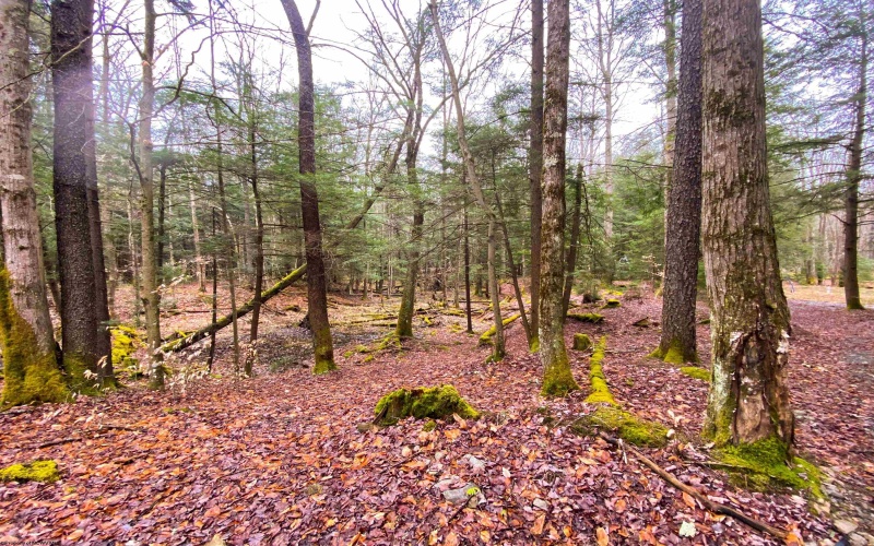 22 Glady Fork Acres, Glady, West Virginia 26268, ,Lots/land,For Sale,Glady Fork,10164211 22 Glady Fork Acres, Glady, West Virginia 26268, ,Lots/land,For Sale,Glady Fork,10164211