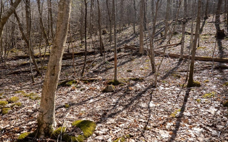 Lot 1 Fairfax Mine Road, Kingwood, West Virginia 26537, ,Lots/land,For Sale,Fairfax Mine,10164213