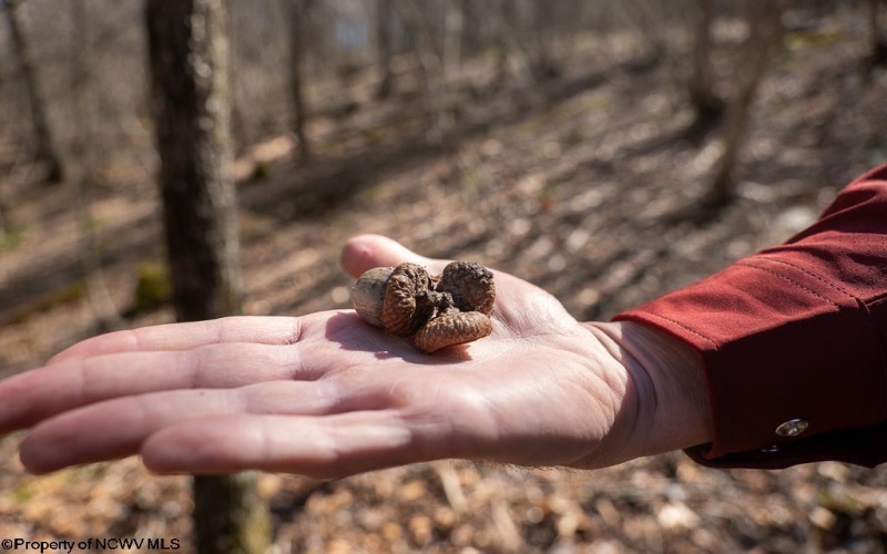 Lot 1 Fairfax Mine Road, Kingwood, West Virginia 26537, ,Lots/land,For Sale,Fairfax Mine,10164213