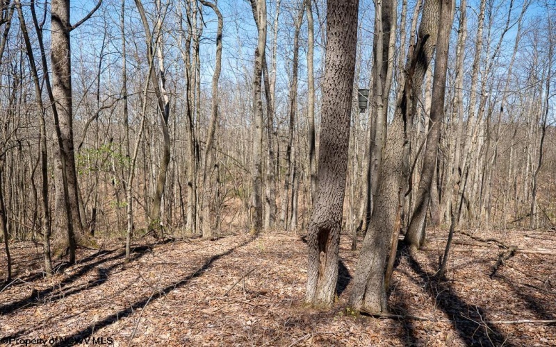 Lot 1 Fairfax Mine Road, Kingwood, West Virginia 26537, ,Lots/land,For Sale,Fairfax Mine,10164213