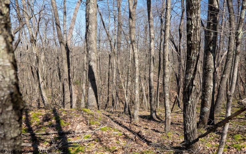 Lot 1 Fairfax Mine Road, Kingwood, West Virginia 26537, ,Lots/land,For Sale,Fairfax Mine,10164213