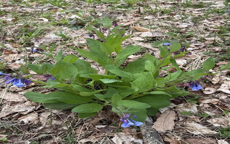 155 Meadows Road East, Harman, West Virginia 26270, 3 Bedrooms Bedrooms, 9 Rooms Rooms,2 BathroomsBathrooms,Single Family Detached,For Sale,Meadows Road,10164223