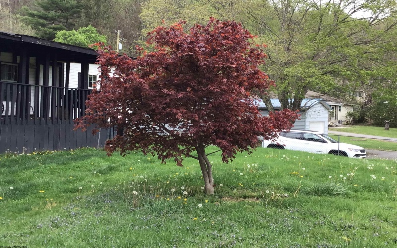 407 Gall Street, Philippi, West Virginia 26416, 3 Bedrooms Bedrooms, 5 Rooms Rooms,2 BathroomsBathrooms,Single Family Detached,For Sale,Gall,10164271