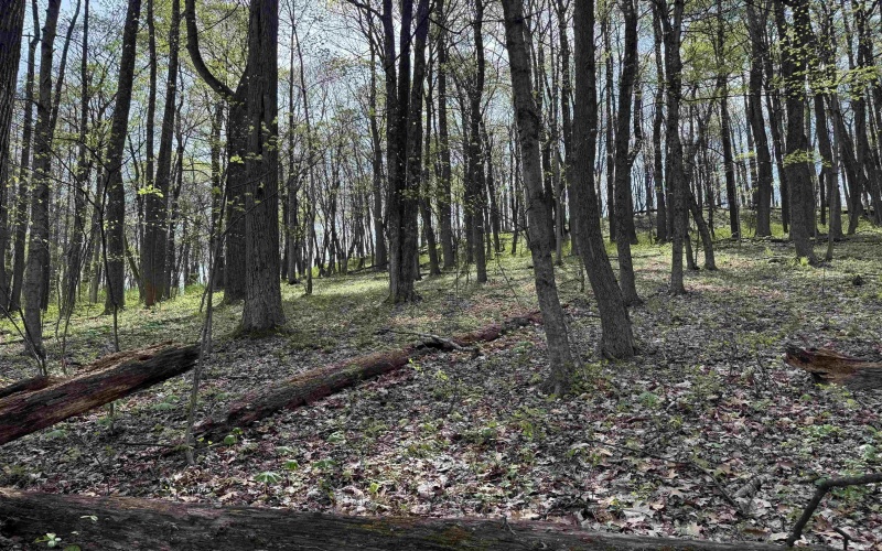 TBD Palmer Drive, Fairmont, West Virginia 26554, ,Lots/land,For Sale,Palmer,10164295