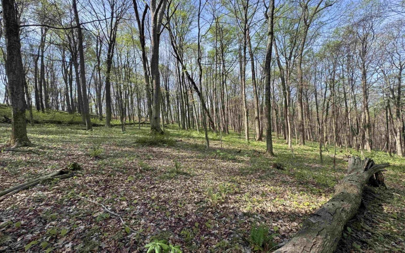 TBD Palmer Drive, Fairmont, West Virginia 26554, ,Lots/land,For Sale,Palmer,10164295