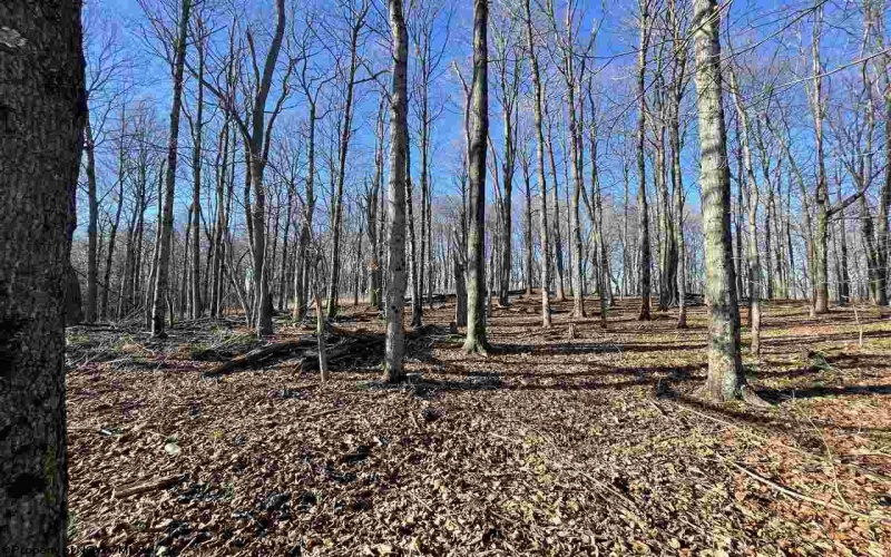 TBD Palmer Drive, Fairmont, West Virginia 26554, ,Lots/land,For Sale,Palmer,10164295