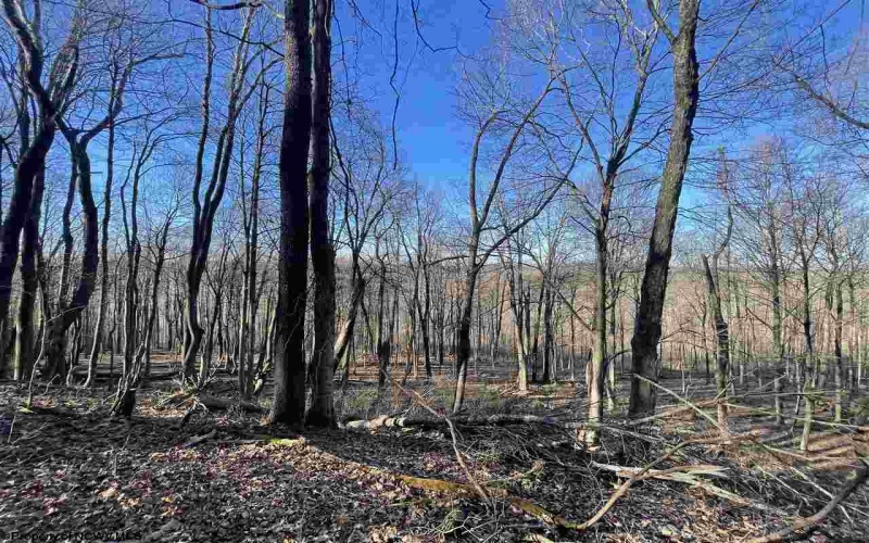 TBD Palmer Drive, Fairmont, West Virginia 26554, ,Lots/land,For Sale,Palmer,10164295