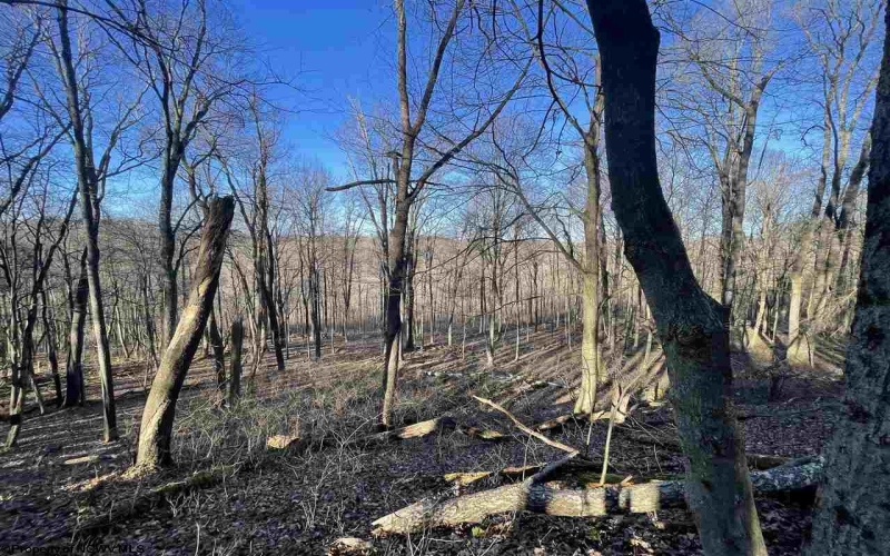 TBD Palmer Drive, Fairmont, West Virginia 26554, ,Lots/land,For Sale,Palmer,10164295