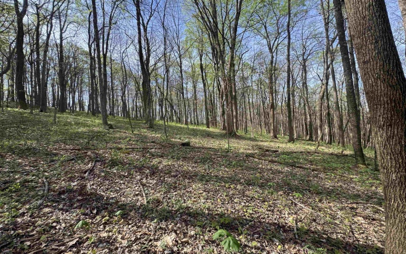 TBD Palmer Drive, Fairmont, West Virginia 26554, ,Lots/land,For Sale,Palmer,10164295