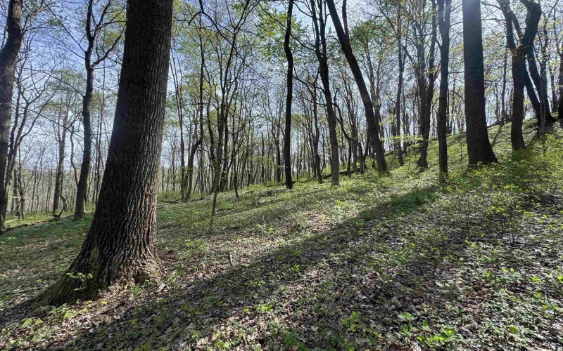 TBD Palmer Drive, Fairmont, West Virginia 26554, ,Lots/land,For Sale,Palmer,10164295