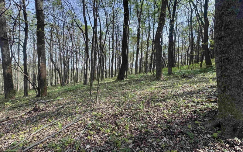 TBD Palmer Drive, Fairmont, West Virginia 26554, ,Lots/land,For Sale,Palmer,10164295
