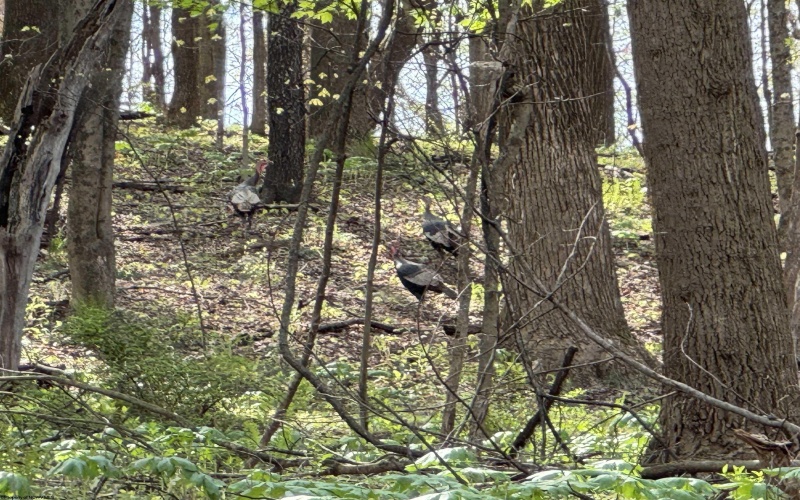 TBD Palmer Drive, Fairmont, West Virginia 26554, ,Lots/land,For Sale,Palmer,10164295