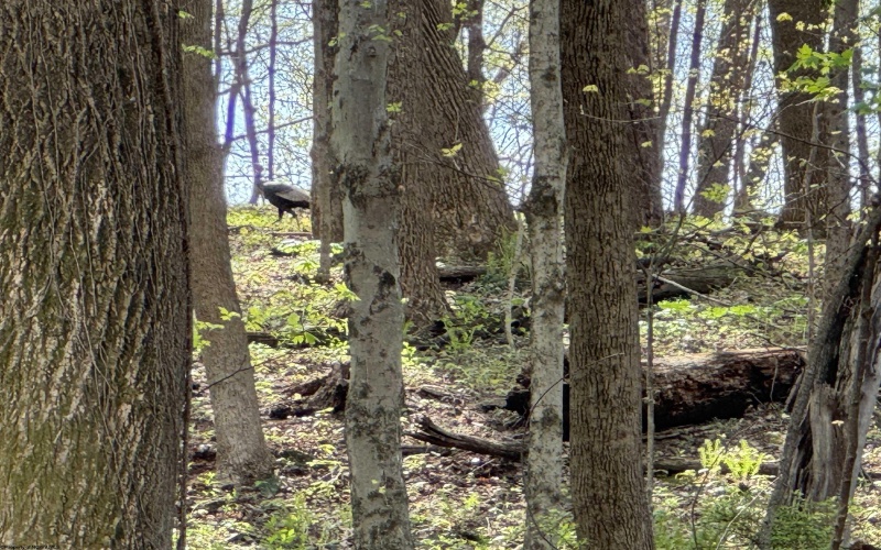 TBD Palmer Drive, Fairmont, West Virginia 26554, ,Lots/land,For Sale,Palmer,10164295