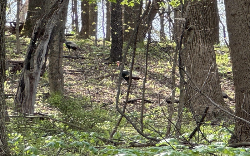 TBD Palmer Drive, Fairmont, West Virginia 26554, ,Lots/land,For Sale,Palmer,10164295