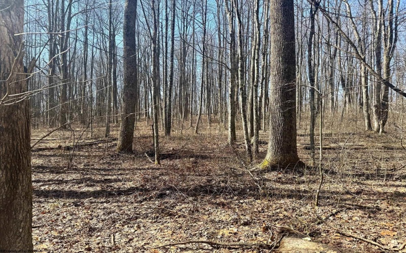 0 Ludwig Road, Grafton, West Virginia 26354, ,Lots/land,For Sale,Ludwig,10163505